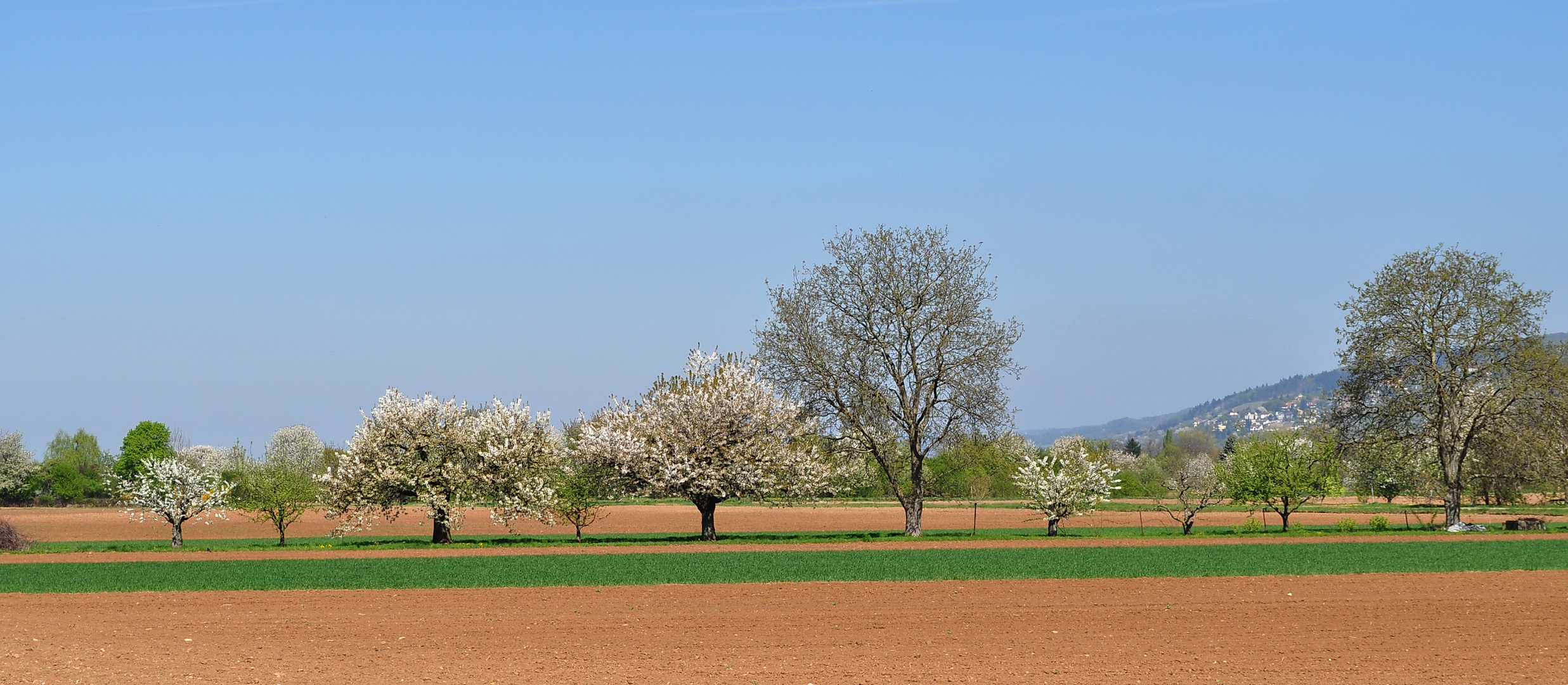 Frühling im Neuenheimer Feld in Heidelberg