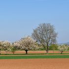 Frühling im Neuenheimer Feld in Heidelberg