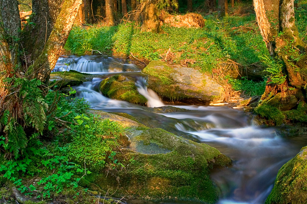 Frühling im Nierbachtal