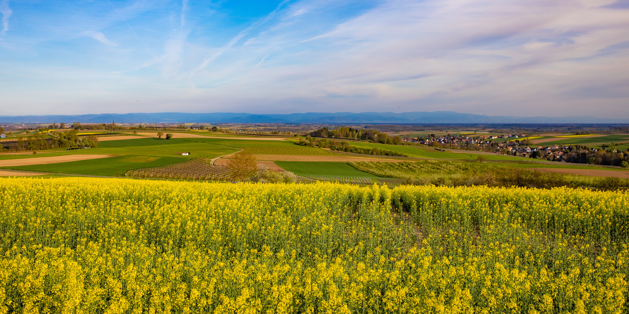 Frühling im Nordelsaß