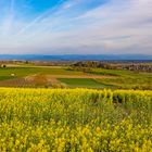 Frühling im Nordelsaß