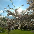 Frühling im Nordpark