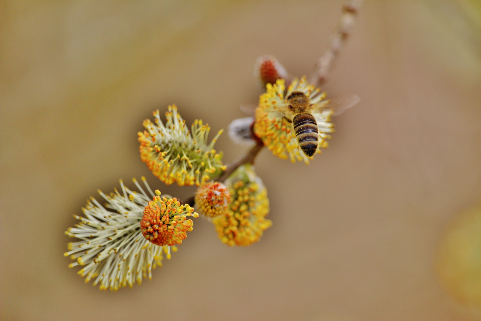 Frühling im Nordschwarzwald/ Foto 2 