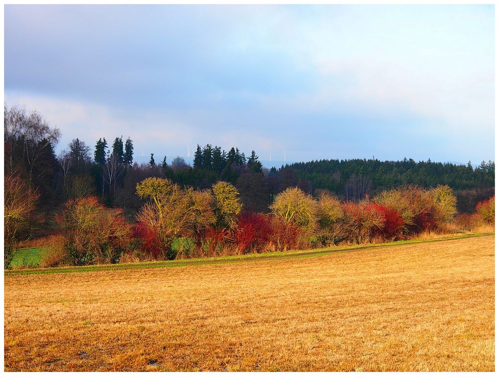 Frühling im November