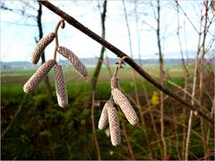 "Frühling" im November