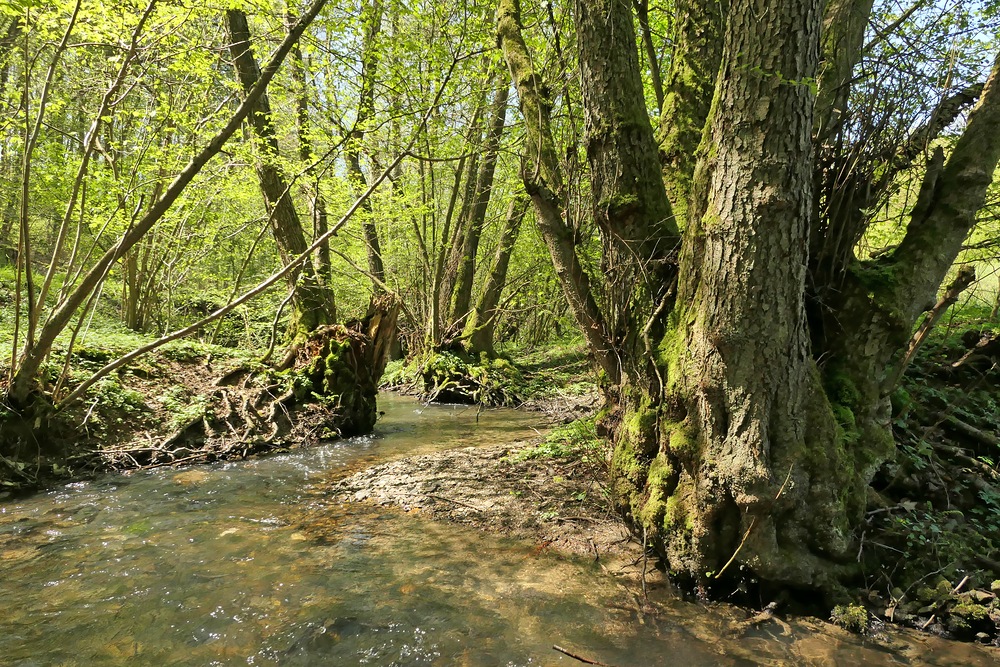 Frühling im NSG Oberes Dombachtal 01