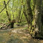 Frühling im NSG Oberes Dombachtal 01