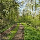 Frühling im NSG Oberes Dombachtal 03