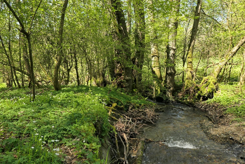 Frühling im NSG Oberes Dombachtal 04