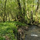 Frühling im NSG Oberes Dombachtal 04