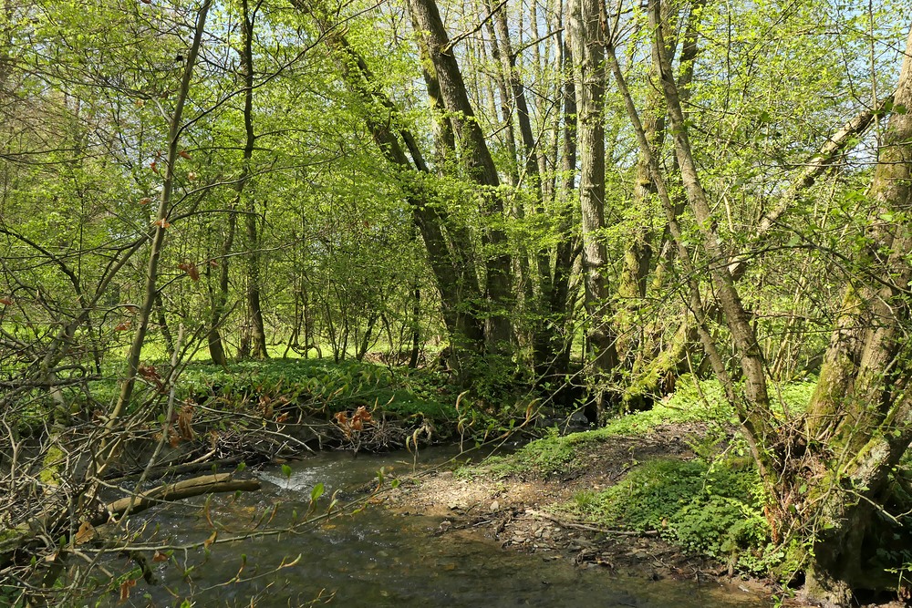 Frühling im NSG Oberes Dombachtal 05