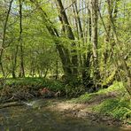 Frühling im NSG Oberes Dombachtal 05