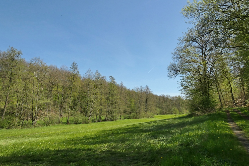 Frühling im NSG Oberes Dombachtal 06