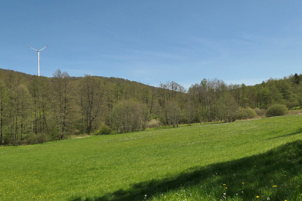 Frühling im NSG Oberes Dombachtal 07