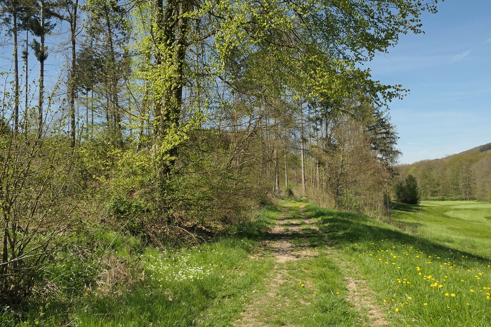 Frühling im NSG Oberes Dombachtal 08