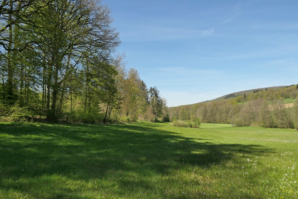 Frühling im NSG Oberes Dombachtal 09