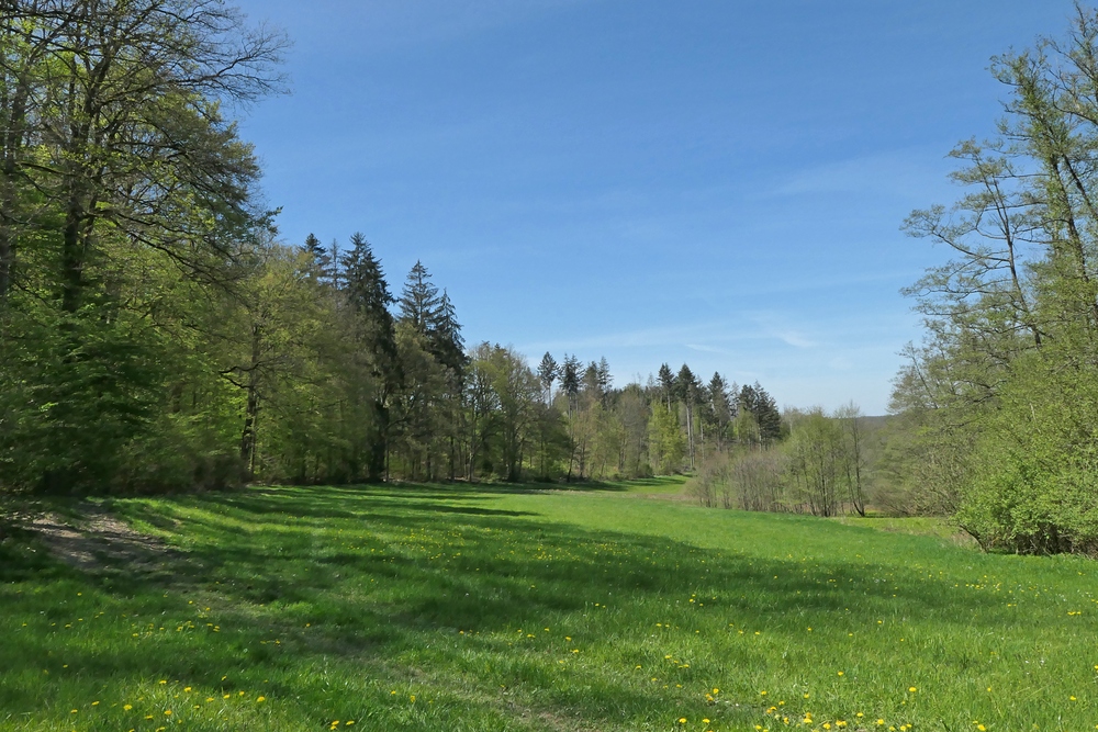 Frühling im NSG Oberes Dombachtal 10