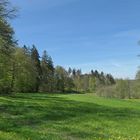 Frühling im NSG Oberes Dombachtal 10