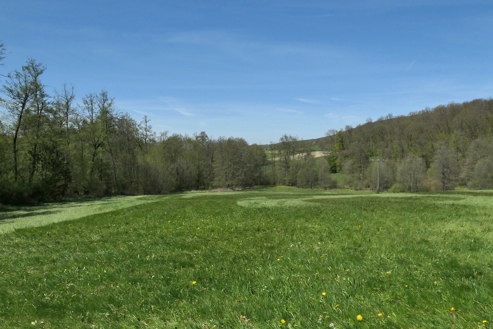 Frühling im NSG Oberes Dombachtal 11