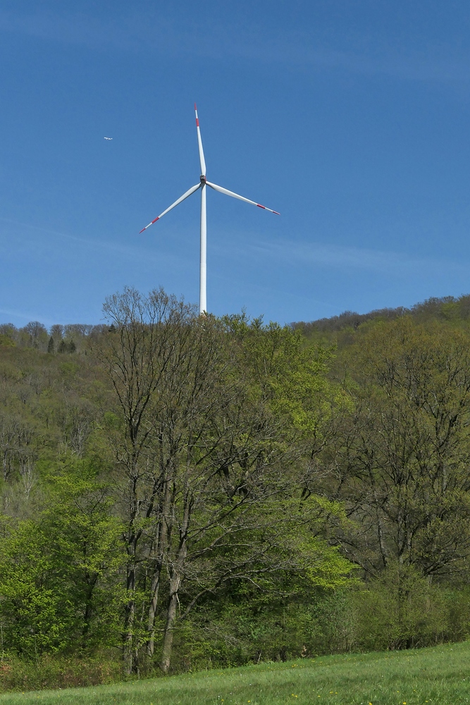 Frühling im NSG Oberes Dombachtal 13