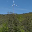 Frühling im NSG Oberes Dombachtal 13