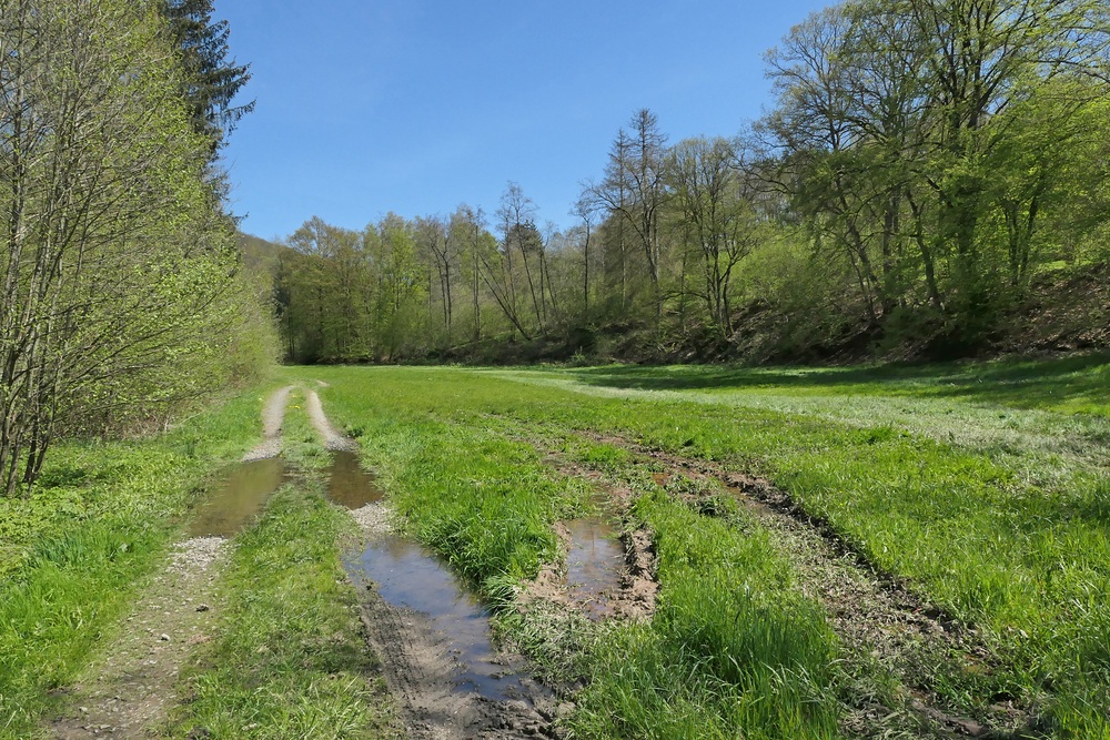 Frühling im NSG Oberes Dombachtal 14