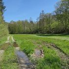 Frühling im NSG Oberes Dombachtal 14