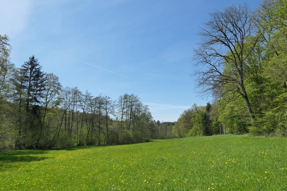 Frühling im NSG Oberes Dombachtal 15