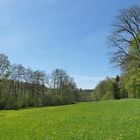 Frühling im NSG Oberes Dombachtal 15