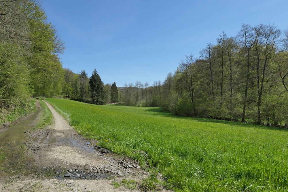 Frühling im NSG Oberes Dombachtal 16