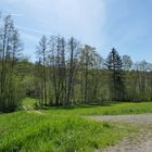 Frühling im NSG Oberes Dombachtal 17