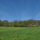 Frühling im NSG Oberes Dombachtal 19