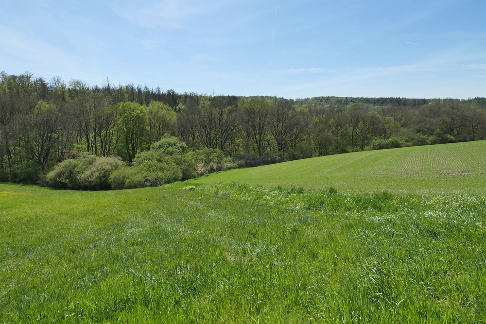 Frühling im NSG Oberes Dombachtal 20