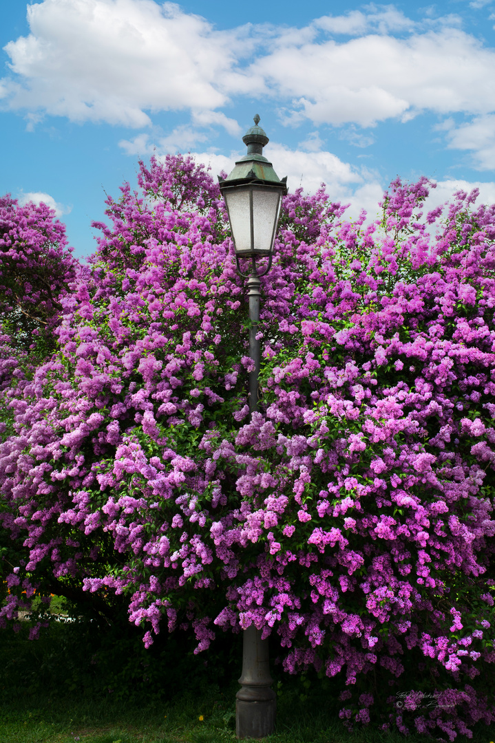 Frühling im Nymphenburger Schlosspark