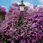 Frühling im Nymphenburger Schlosspark