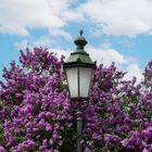 Frühling im Nymphenburger Schlosspark