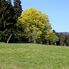 Frühling im Oberharz