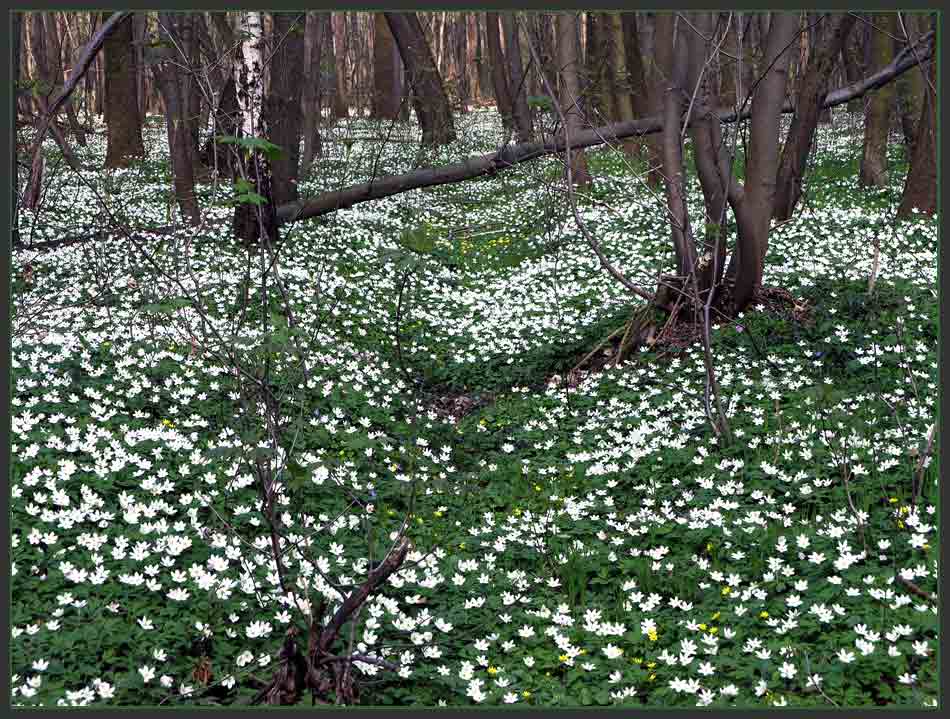 Frühling im Oberholz