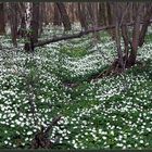 Frühling im Oberholz