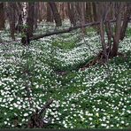 Frühling im Oberholz