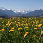 Frühling im Oberland