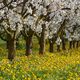 Frhling im Obstgarten