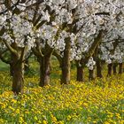 Frühling im Obstgarten