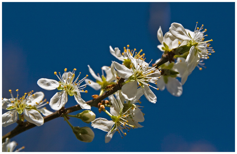 Frühling im Obstgarten.