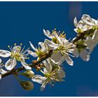 Frühling im Obstgarten.