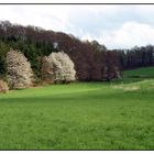 Frühling im Odenwald