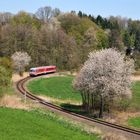 Frühling im Odenwald