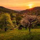 Frühling im Odenwald