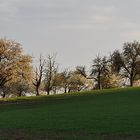 Frühling im Odenwald bei Heidelberg