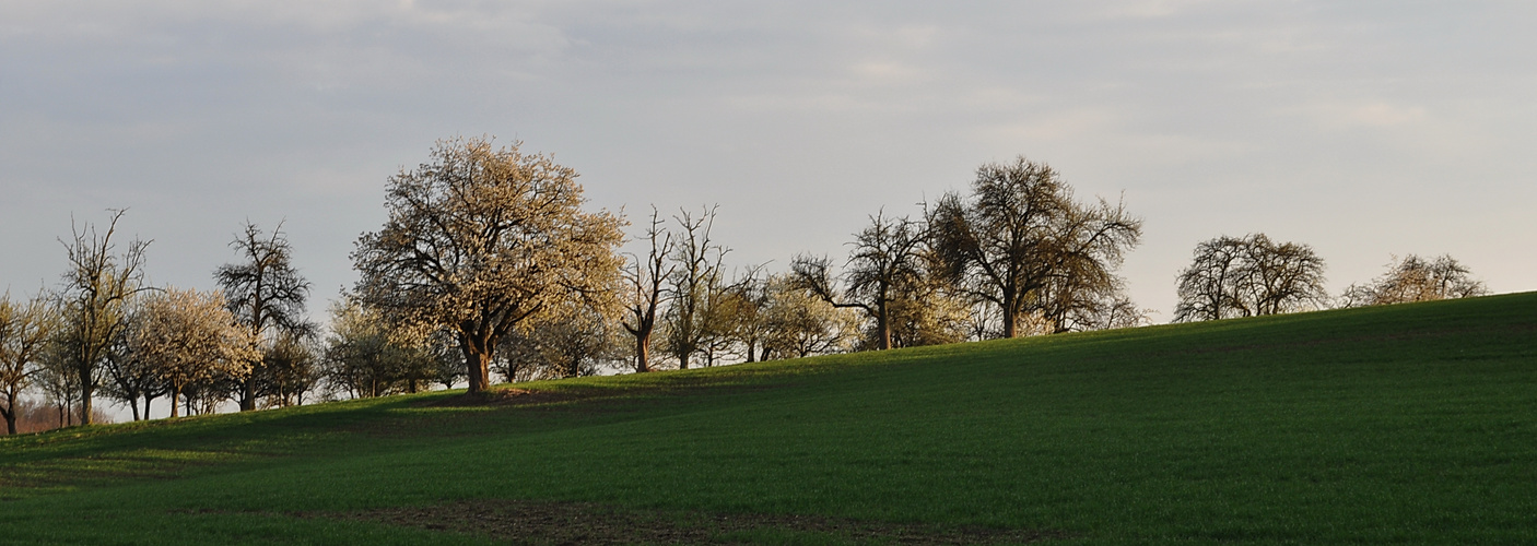 Frühling im Odenwald bei Heidelberg